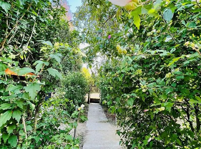 Babvirag Porta Fonyodliget Fonyód